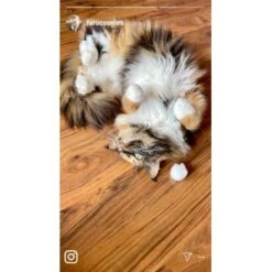 Kater Kasimir Premium Katzenminze, 60g Vorratspack (getrocknet, Geschnitten Und Gesiebt) -Heimtierbedarf Verkäufe 0a8ae32e60664223a1beefc94e9ac56208606b87 1408153 de DE adc4a873272fd6b5f96f57d3a5134693bfc5f272qXbFbT