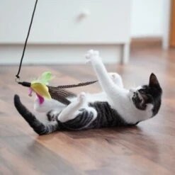 Schlitzohr Katzenangel Federanhänger 5x 18 Schlitzohr Katzenangel Federanhänger 5x -Heimtierbedarf Verkäufe 11ed2d225658009b8abd2f7334a71527c7d32c64 1484675 de DE 2194cc6dae193c9b0d821763f83834cddf74faa5Q2fI5o