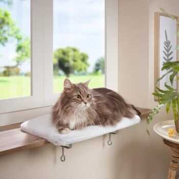 AniOne Fensterliegeplatz 4 AniOne Fensterliegeplatz – Bild 4