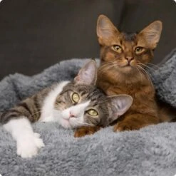 SELECT GOLD Digestion Senior Geflügel Und Reis 2,5kg -Heimtierbedarf Verkäufe 536de371626fbac7381fe51ce63607aedfae0cd8 1099803 de DE 4 Select Gold Cat 7