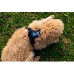 Fressnapf Tracker Pathfinder Geschirr Set S -Heimtierbedarf Verkäufe 575cfeb7270f47cb1f5bacf120b75717476048ba 1409260 4