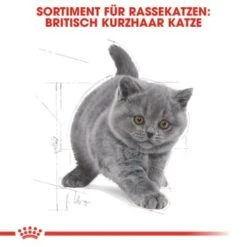 ROYAL CANIN British Shorthair Kitten 2 Kg -Heimtierbedarf Verkäufe 64125f190883e96661f93d5b5db0d481b8b12589 263c8c6b1a98e1881835868f52cc2ea3e9412ec3