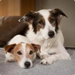 SELECT GOLD Complete Milk-Set Junior Inkl. Milchflasche & Löffel 400g 6 SELECT GOLD Complete Milk-Set Junior Inkl. Milchflasche & Löffel 400g -Heimtierbedarf Verkäufe 6abb6915af23c615d0cf74853b0a3bb663e7931c 1096086 de DE 4 Select Gold Dog