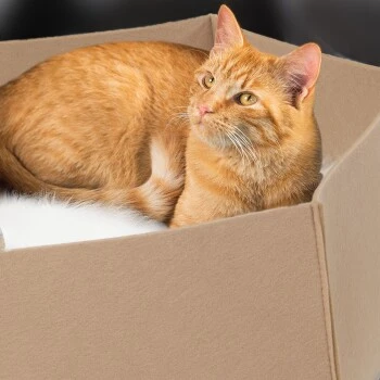 Canadian Cat Company Filzlounge AVA Beige M 2 Canadian Cat Company Filzlounge AVA Beige M – Bild 2