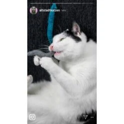 Kater Kasimir 3 Handgerollte Filzwürmchen Aus Schurwolle + 1 Mini-Flasche Katzenminze-Spray -Heimtierbedarf Verkäufe 9f7ff512709dd50e91c430c3ac3ef7ee598f1a2a 1409266 de DE 1fc0cc3c919dcaaf28a0e442859a52c0a2aaef43Mb7rqZ