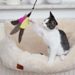 Schlitzohr Katzenangel Federanhänger 5x 17 Schlitzohr Katzenangel Federanhänger 5x -Heimtierbedarf Verkäufe ac968f3e92fea38def92e5a7524fa7085dc78563 1484675 de DE ddb20d567bfb55f49958028f07ad50186cd87523xUAnfc