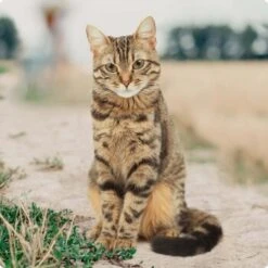 REAL NATURE Original Adult 2kg Kaninchen & Huhn 11 REAL NATURE Original Adult 2kg Kaninchen & Huhn -Heimtierbedarf Verkäufe bc56b458619aa86240780c2f64ff928db9b8da6b 1246887 de DE Real Nature Original Cat Bild 2